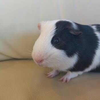Rescue Guinea Pig Guinea Pigs for Adoption in Warwick, Rhode Island - Han | PetCurious